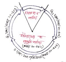 কোষ বিভাজন ও কোষ চক্র