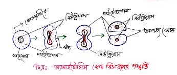 কোষ বিভাজন ও কোষ চক্র