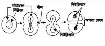 কোষ বিভাজন ও কোষ চক্র