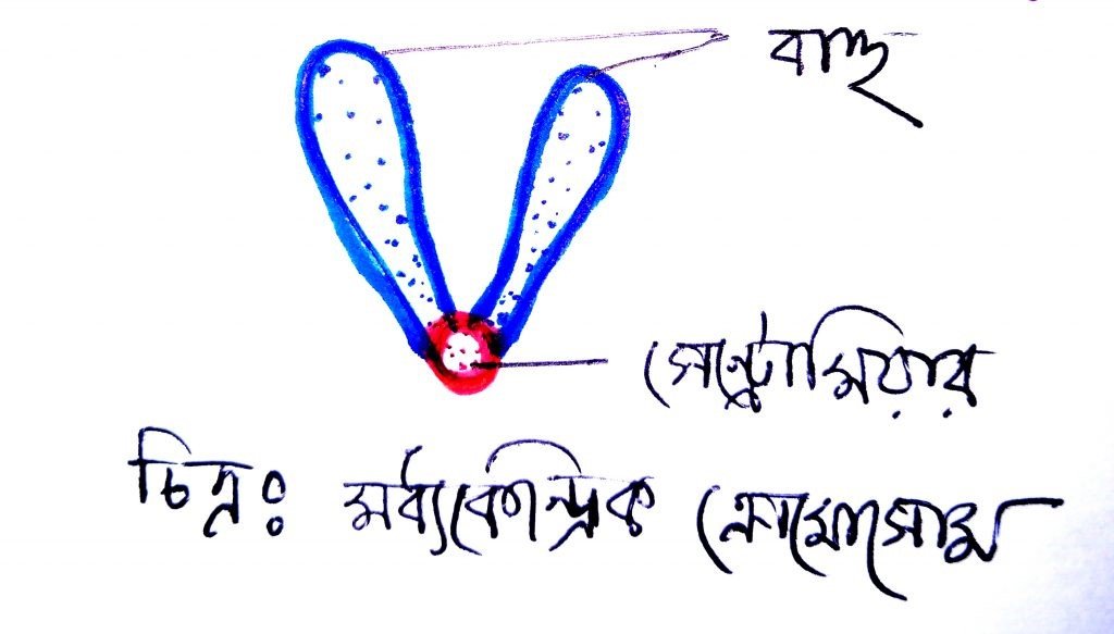 কোষ বিভাজন ও কোষ চক্র