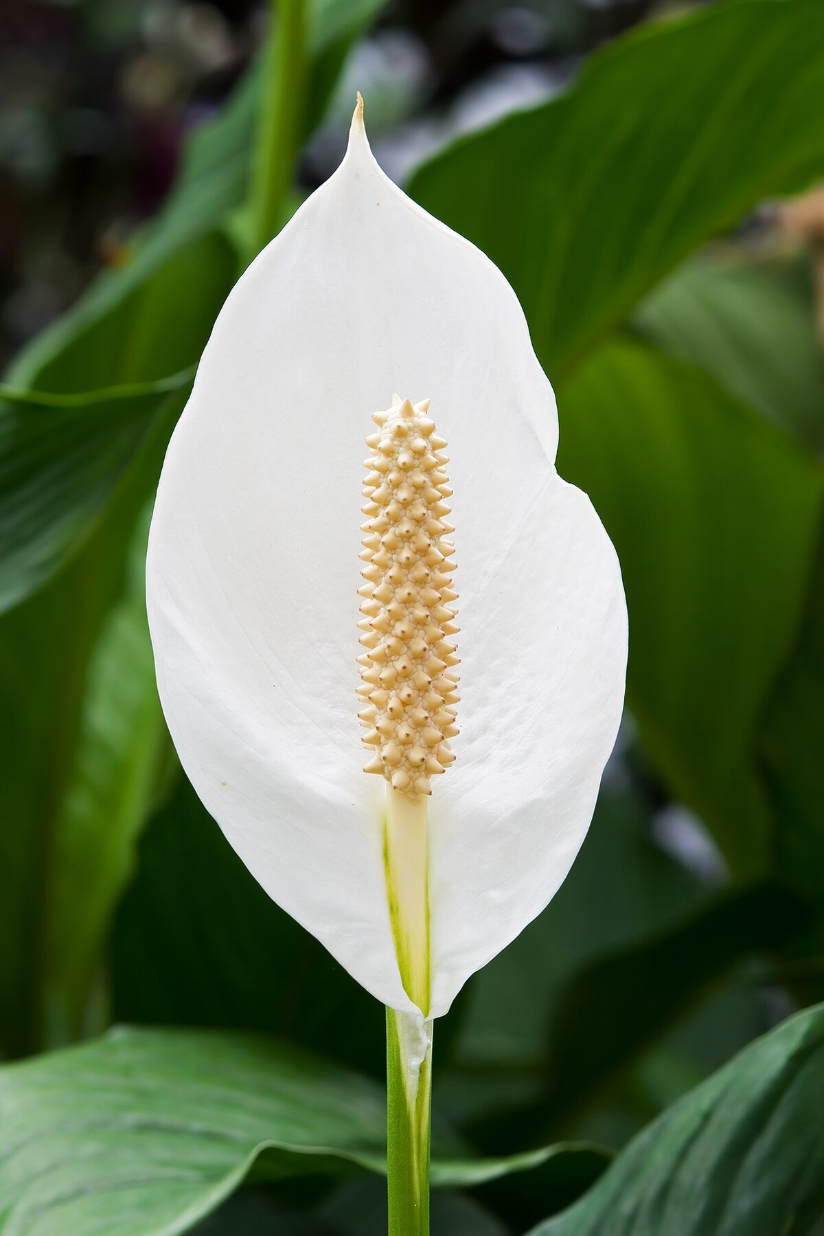 জীবনের বিজ্ঞান