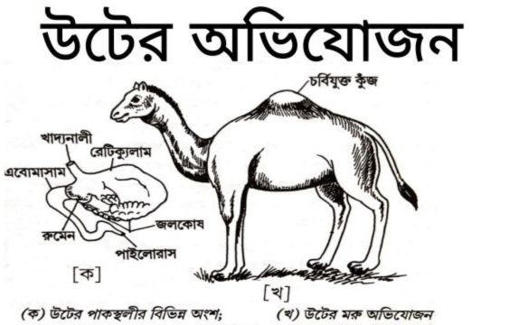 অভিযোজন
