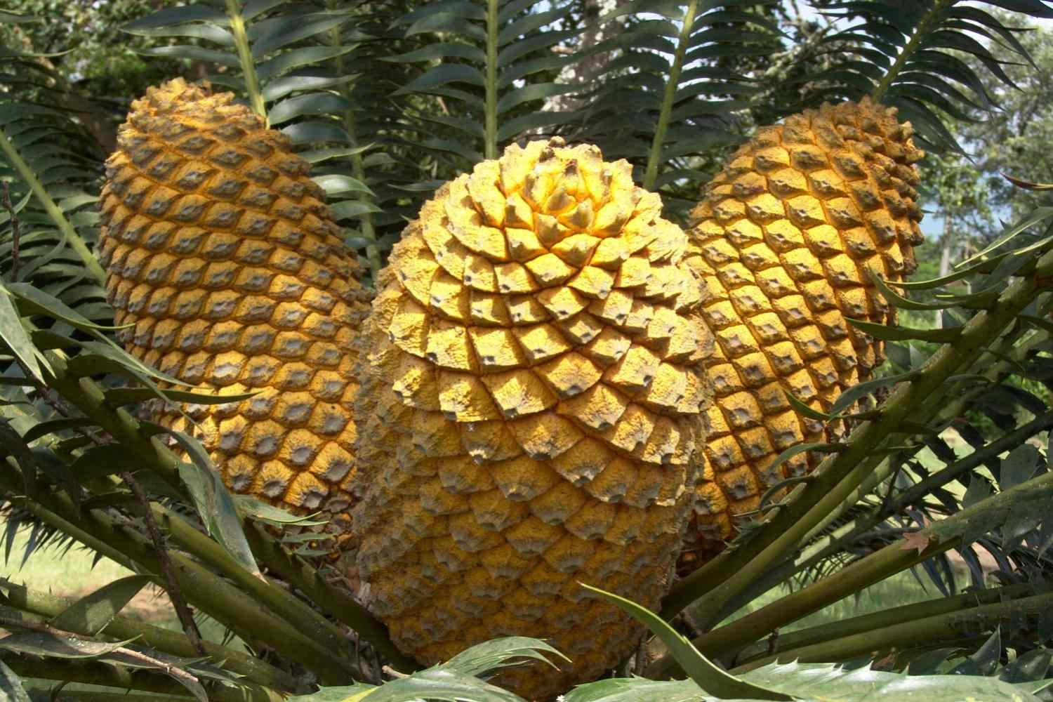 জিমনোস্পার্ম