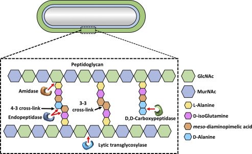 Cell Envelope