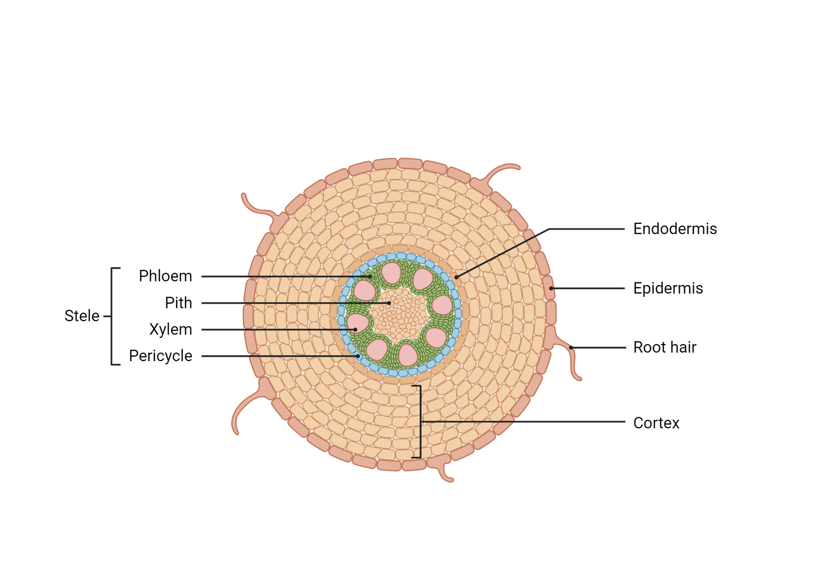 Anatomy of Flowering Plants