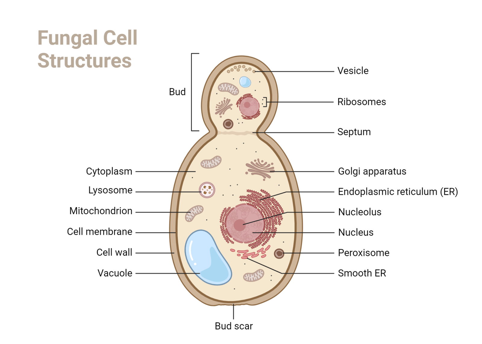 Eukaryotic Cell