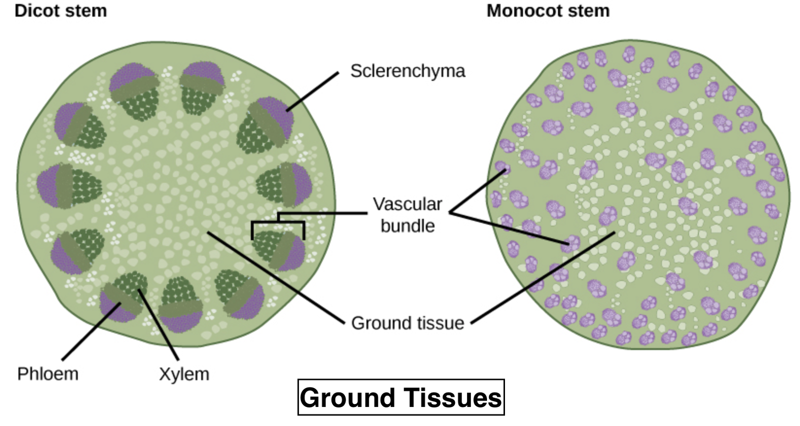 Anatomy of Flowering Plants