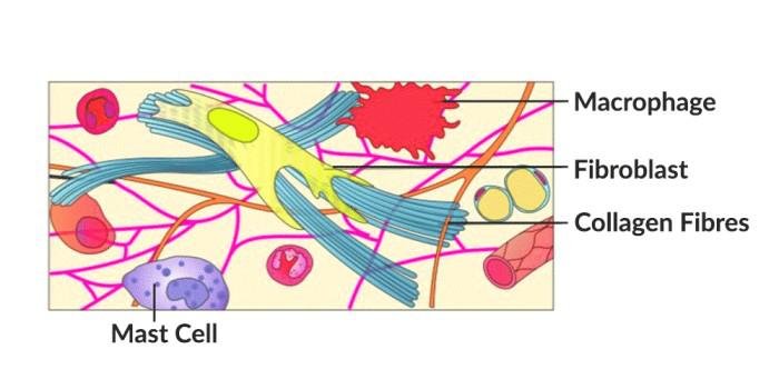Animal Tissue 