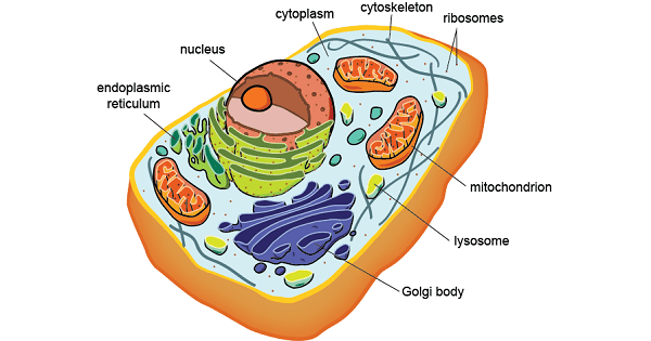 Eukaryotic Cell
