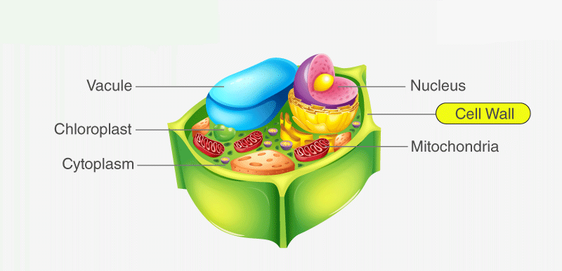 Eukaryotic Cell