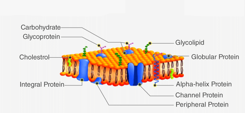 Cell Envelope
