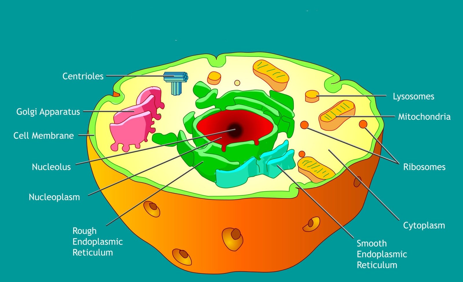 Animal Tissue 