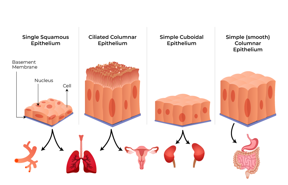 Animal Tissue 