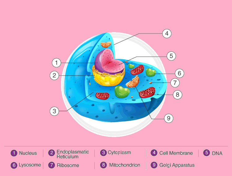 Eukaryotic Cell
