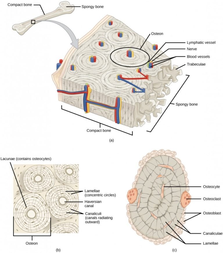 Animal Tissue 