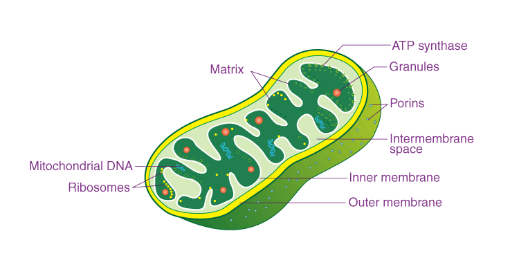 Eukaryotic Cell