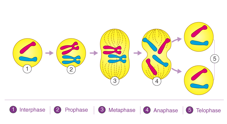 Eukaryotic Cell