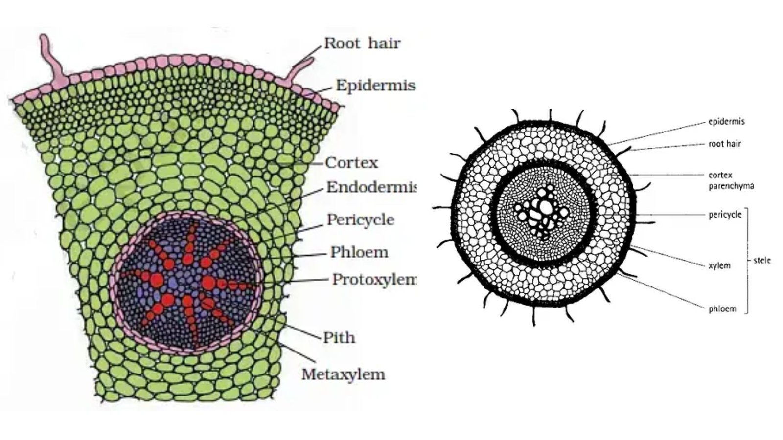 Anatomy of Flowering Plants