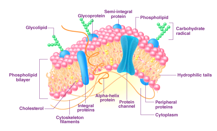 Eukaryotic Cell