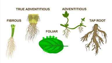 Morphology