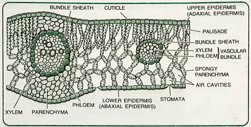 Anatomy of Flowering Plants