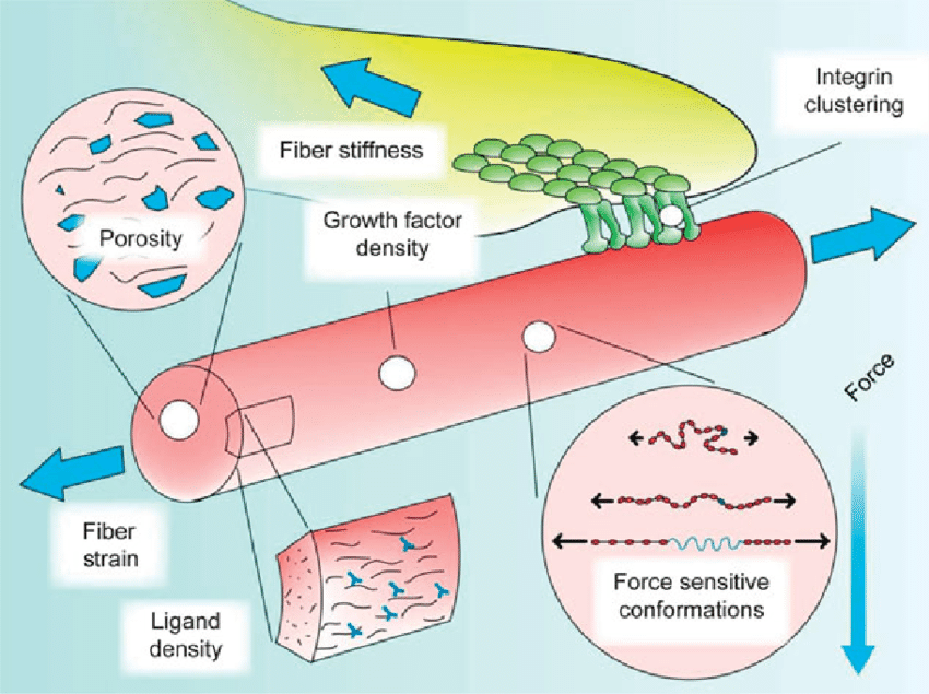 Animal Tissue 