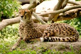Animal Kingdom