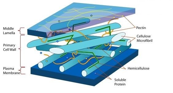 Cell Envelope