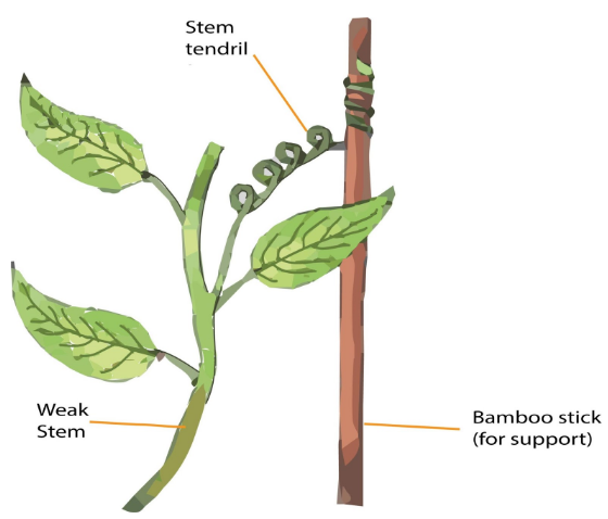 Morphology