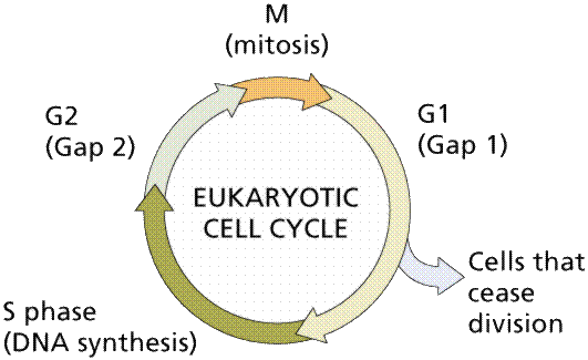 Eukaryotic Cell
