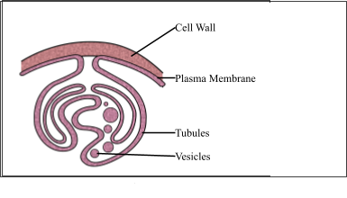 Cell Envelope