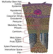 Anatomy of Flowering Plants