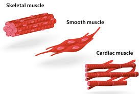 Animal Tissue 