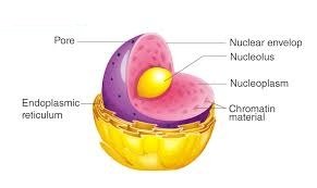 Eukaryotic Cell
