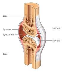 Animal Tissue 