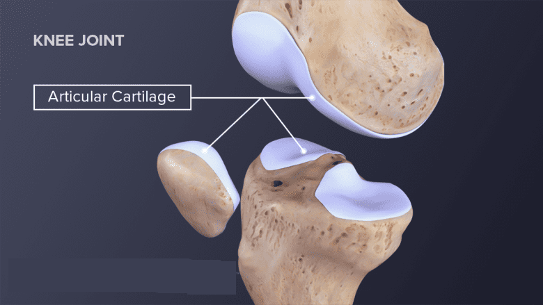 Animal Tissue 