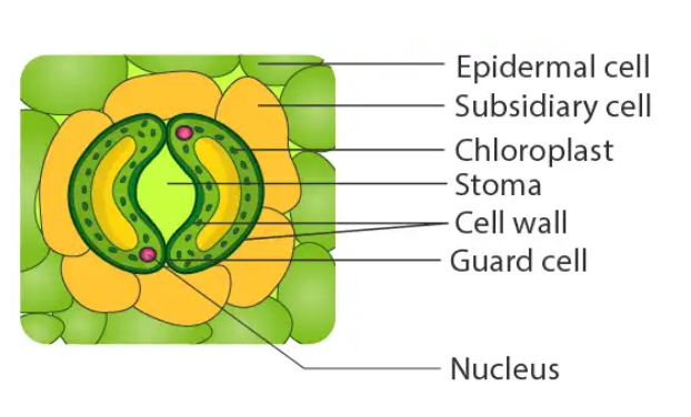 Anatomy of Flowering Plants