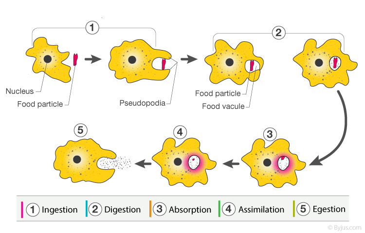 Eukaryotic Cell