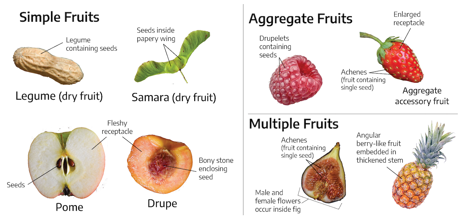 Morphology