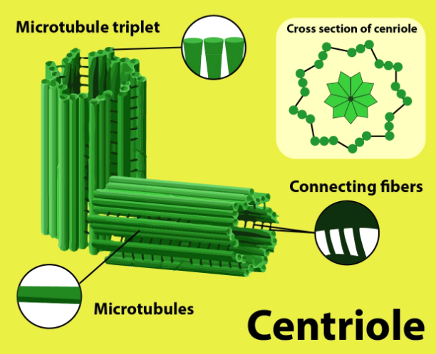 Centriole