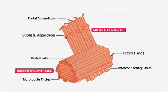 Centriole