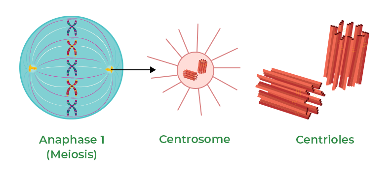 Centriole