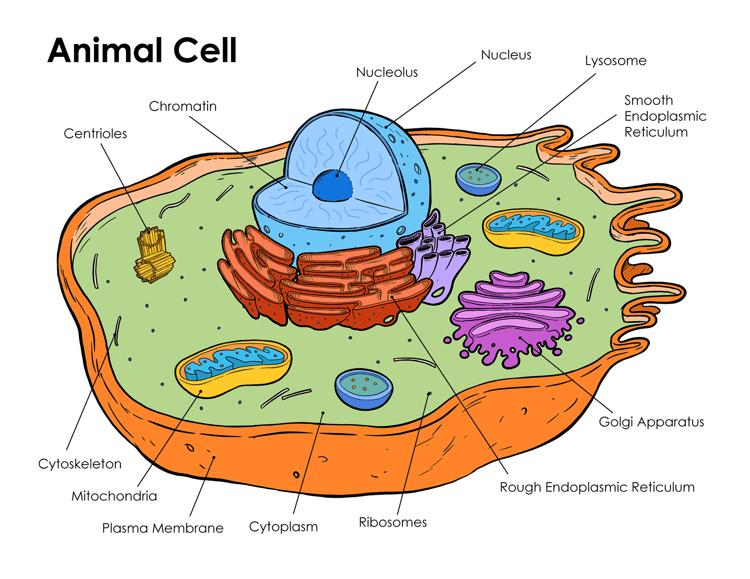 Centriole