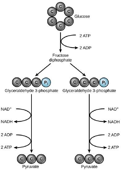 Cellular Respiration 