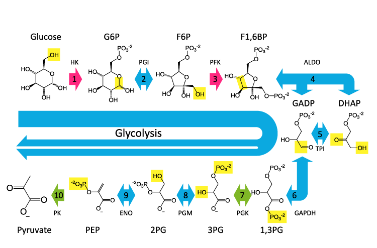 Cellular Respiration 