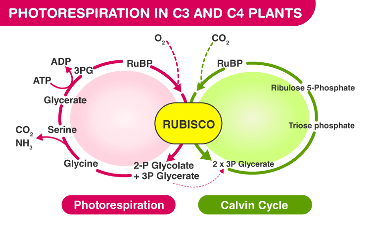 Photosynthesis