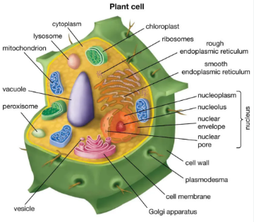 Centriole