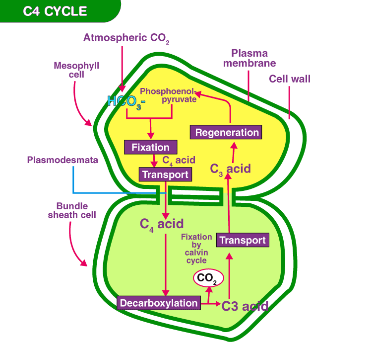 Photosynthesis