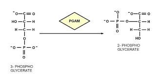 Cellular Respiration 
