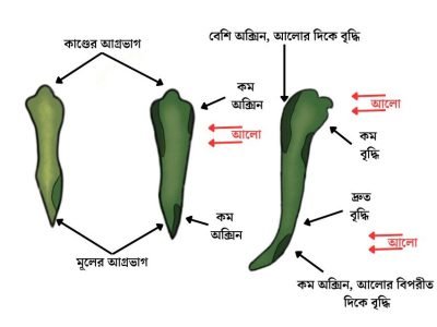 জীবজগতের নিয়ন্ত্রণ ও সমন্বয়